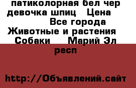 патиколорная бел/чер девочка шпиц › Цена ­ 15 000 - Все города Животные и растения » Собаки   . Марий Эл респ.